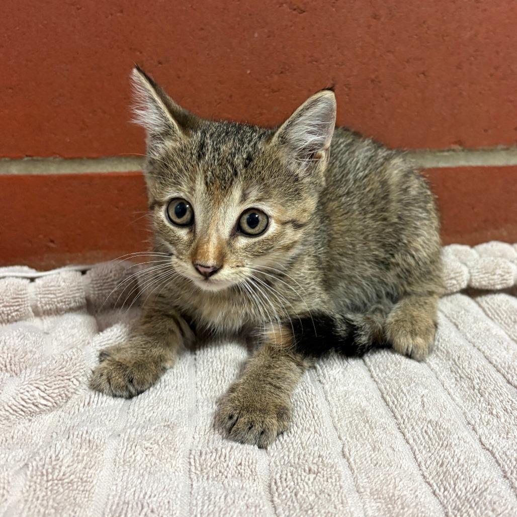 Enlarge Marmalade, a Adoptable Domestic Short Hair in Cabot, AR image 3/3