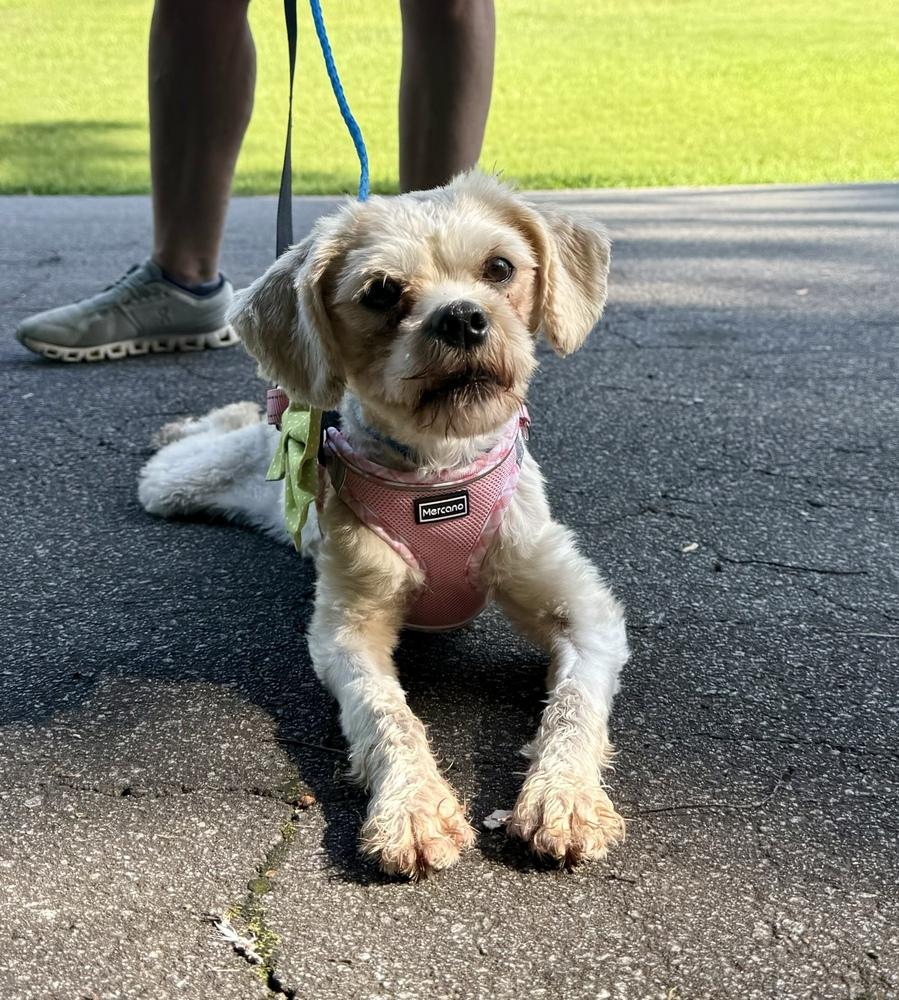 Grace, Adoptable, Young Female Shih Tzu.