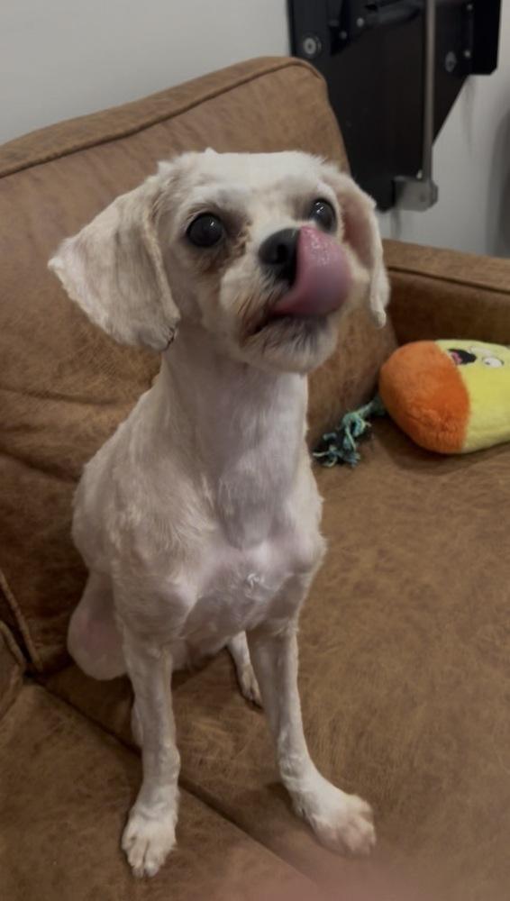 Enlarge Grace, a Adoptable Shih Tzu in Marietta, GA image 2/6