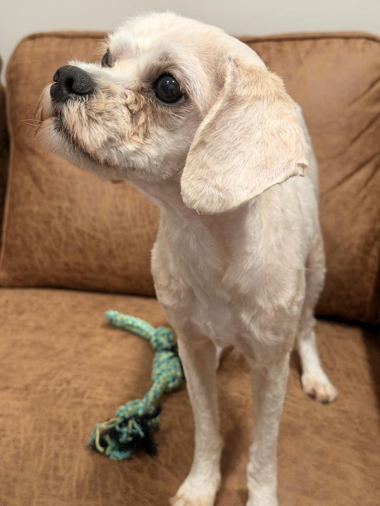 Enlarge Grace, a Adoptable Shih Tzu in Marietta, GA image 4/6