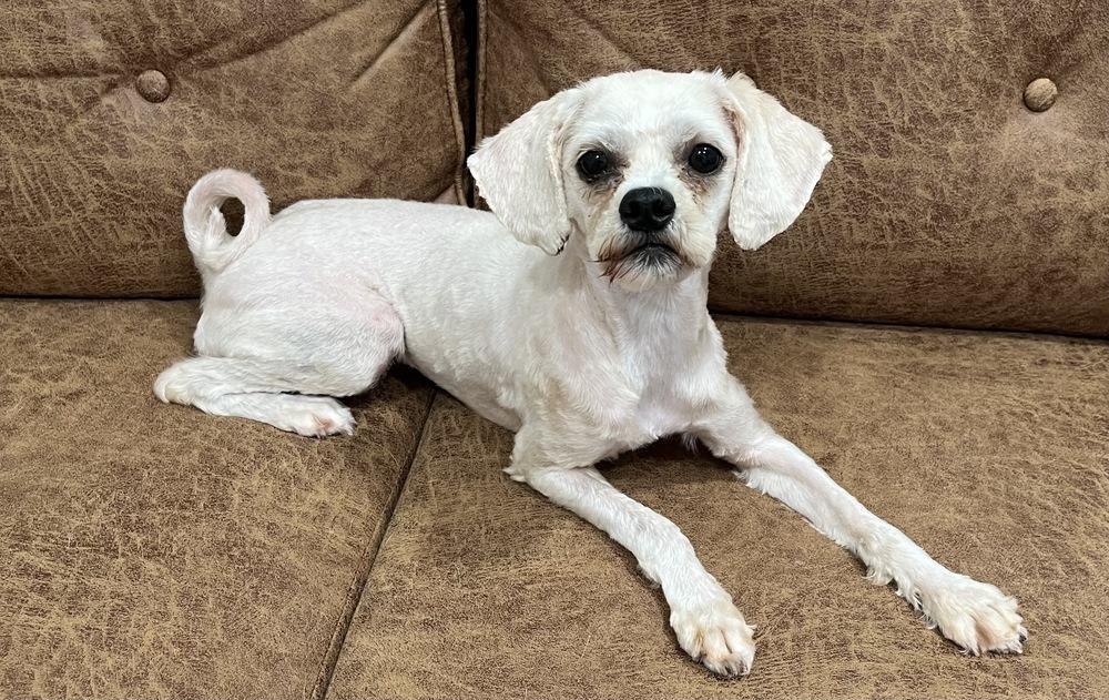 Enlarge Grace, a Adoptable Shih Tzu in Marietta, GA image 5/6