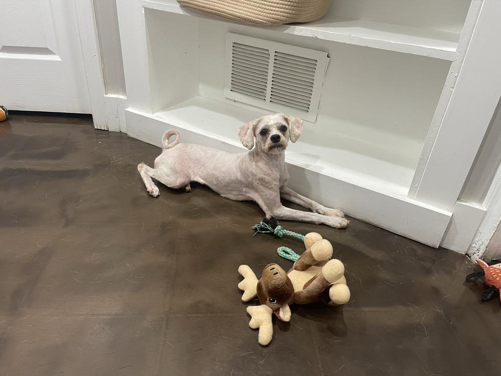 Enlarge Grace, a Adoptable Shih Tzu in Marietta, GA image 6/6
