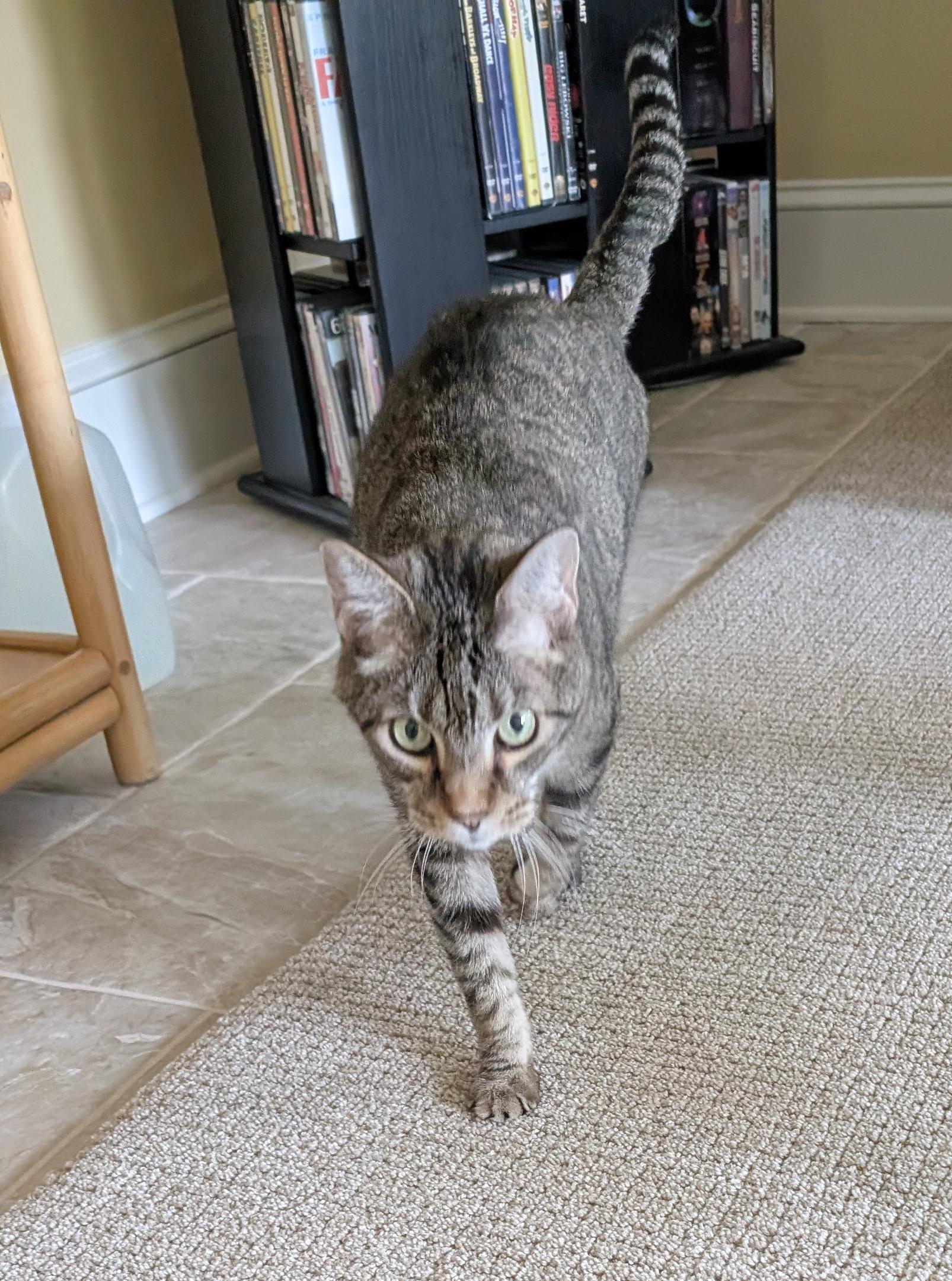 Enlarge Bivens, a Adoptable mixed breed in Waxhaw, NC image 3/5