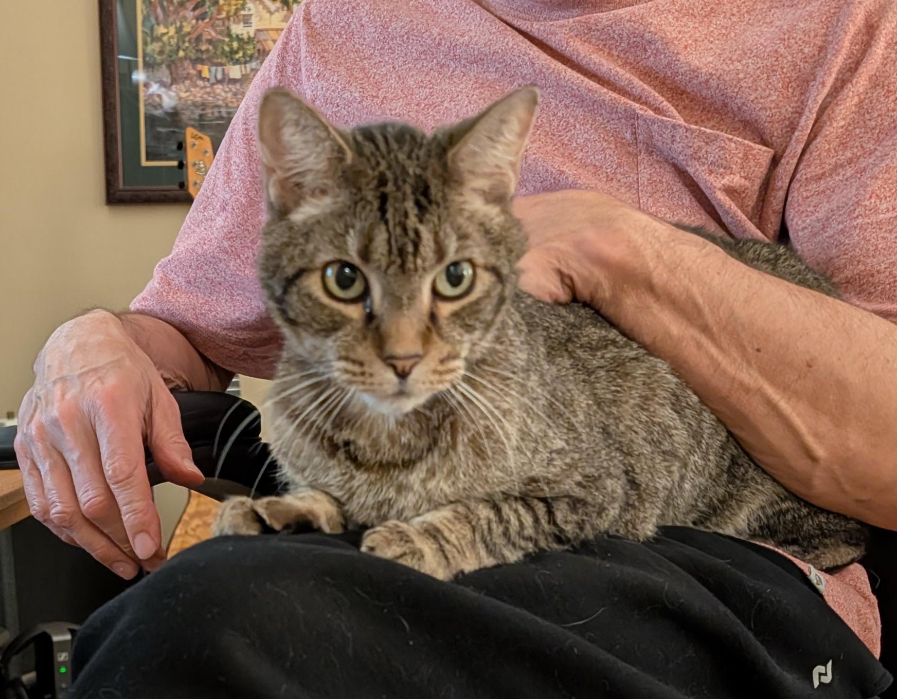 Enlarge Bivens, a Adoptable mixed breed in Waxhaw, NC image 4/5