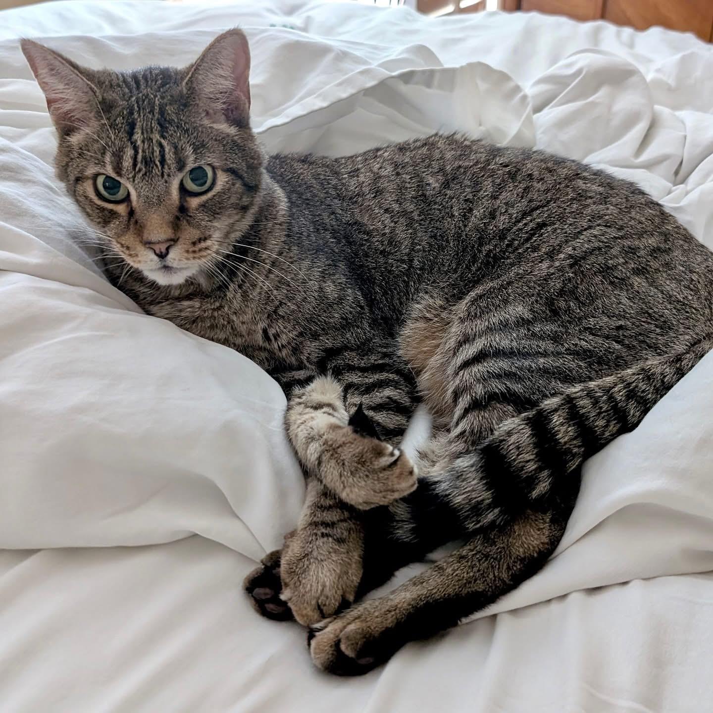 Bivens, Adoptable, Adult Male Tabby.