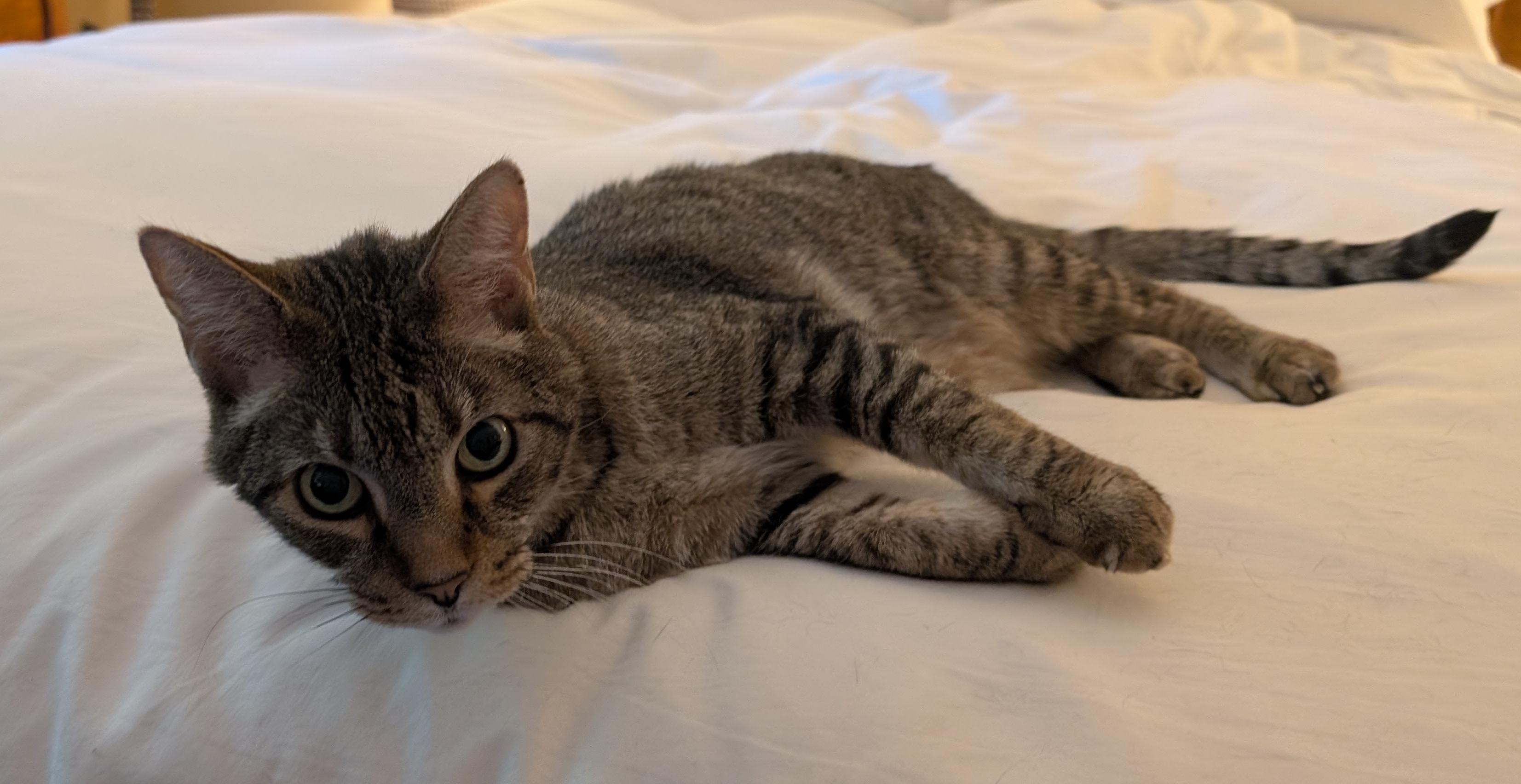 Enlarge Bivens, a Adoptable mixed breed in Waxhaw, NC image 5/5