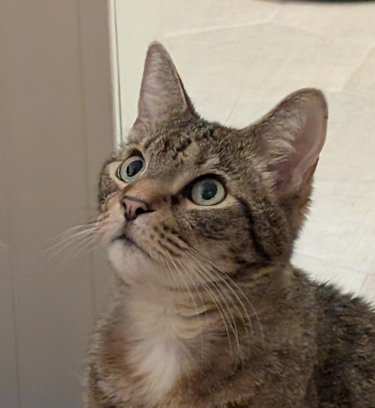 Enlarge Bivens, a Adoptable mixed breed in Waxhaw, NC image 2/5