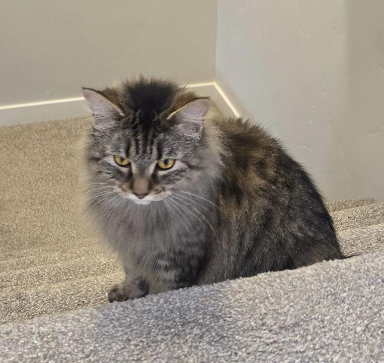 Kenya - Bonded pair with Kit, Adoptable, Adult Female Domestic Long Hair.