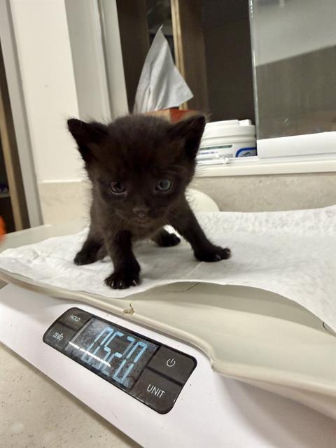 Enlarge BANSHEE, a Adoptable Domestic Short Hair in Baytown, TX image 1/1