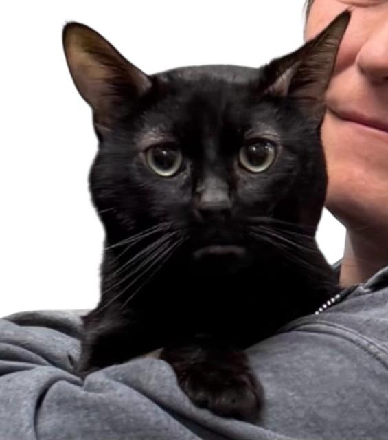 SALEM, Adoptable, Adult Male Domestic Short Hair.