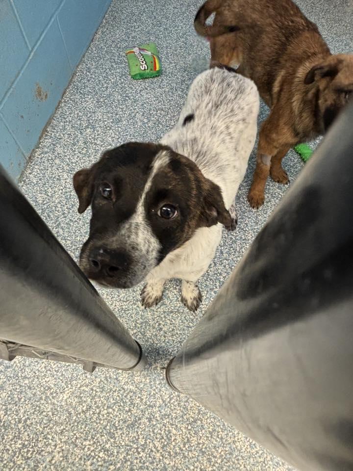 Enlarge Sasha, a ADOPTABLE mixed breed in Stillwater, OK image 3/4