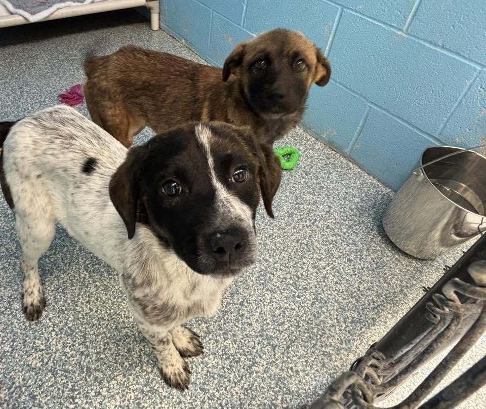 Enlarge Sasha, a ADOPTABLE mixed breed in Stillwater, OK image 4/4