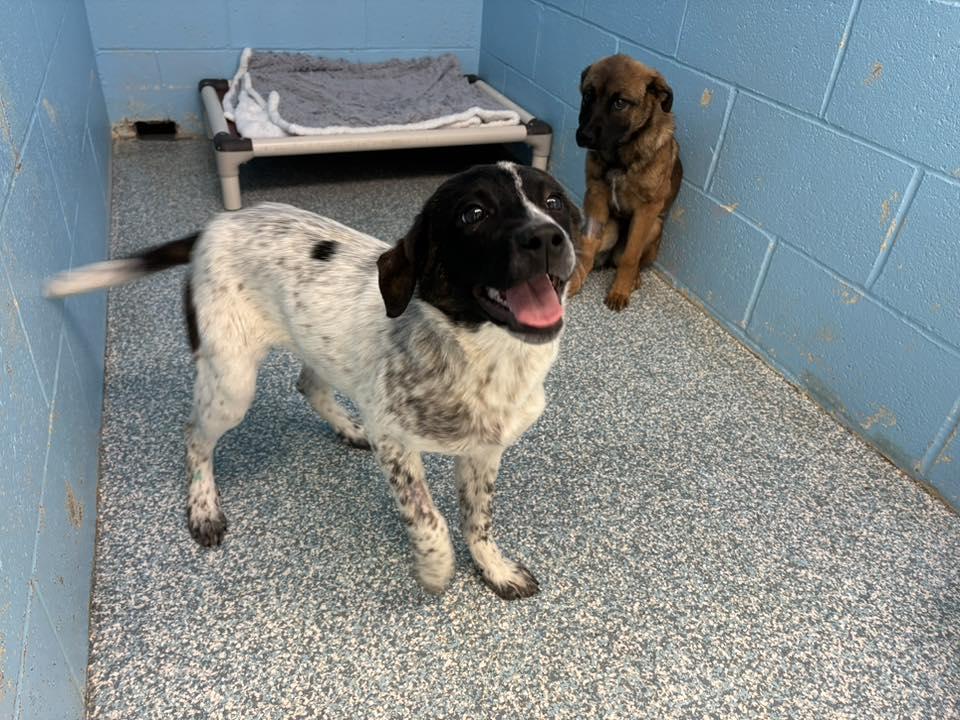 Enlarge Sasha, a ADOPTABLE mixed breed in Stillwater, OK image 2/4