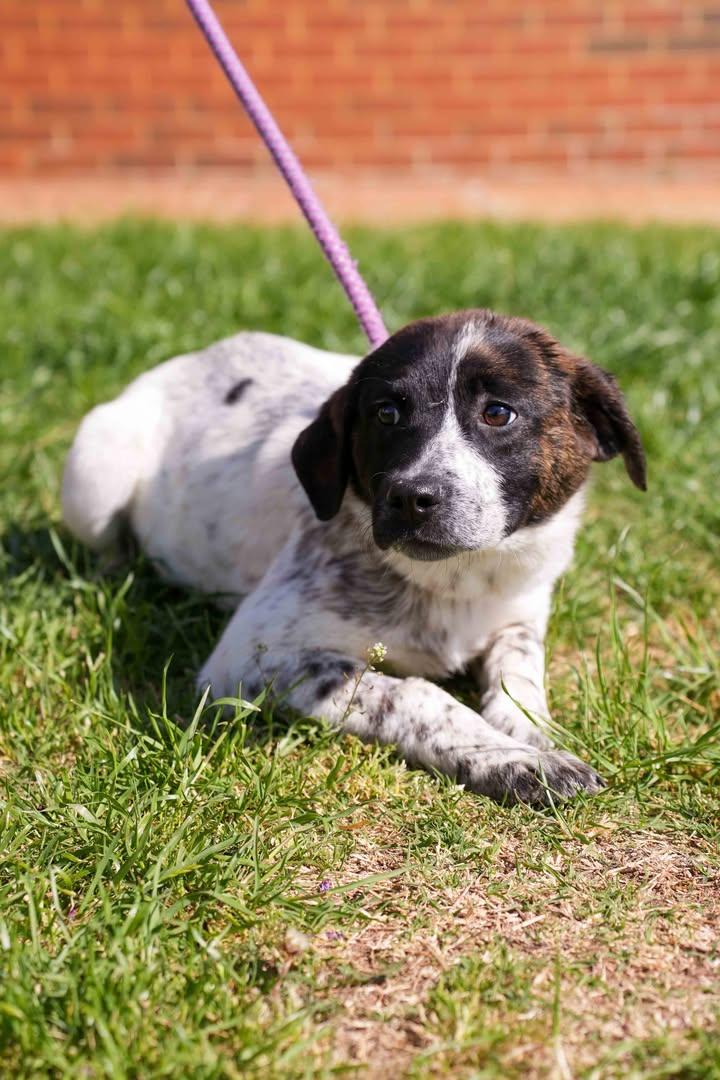 Sasha, ADOPTABLE, Young Female Shepherd.