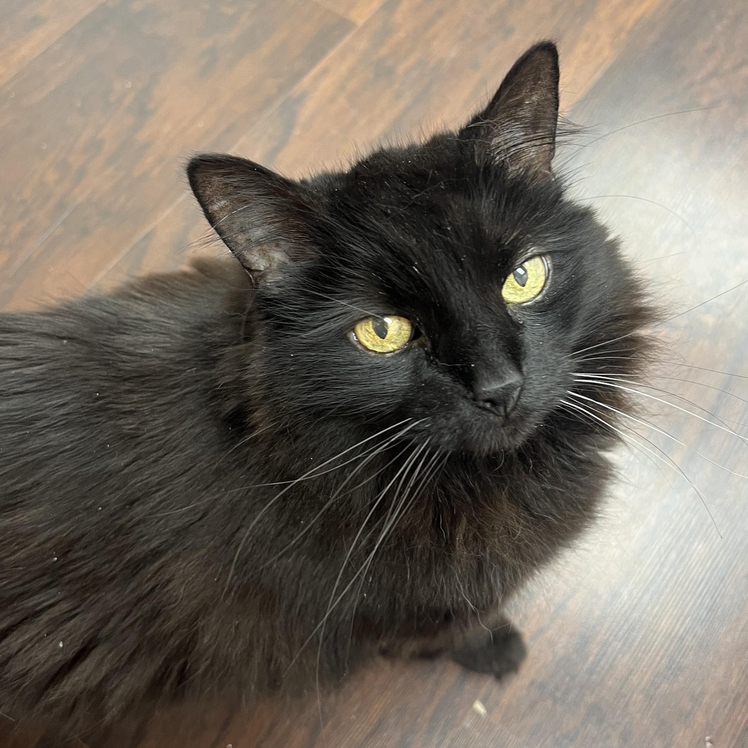 Peanut, ADOPTABLE, Senior Female Domestic Long Hair.