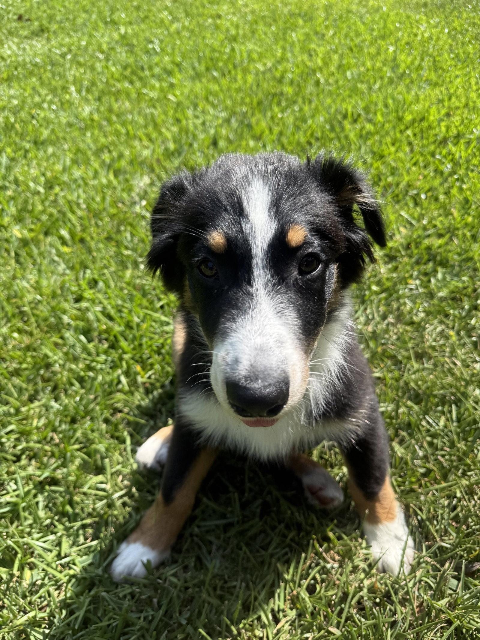 Ray Ray, Adoptable, Puppy Male Australian Shepherd.