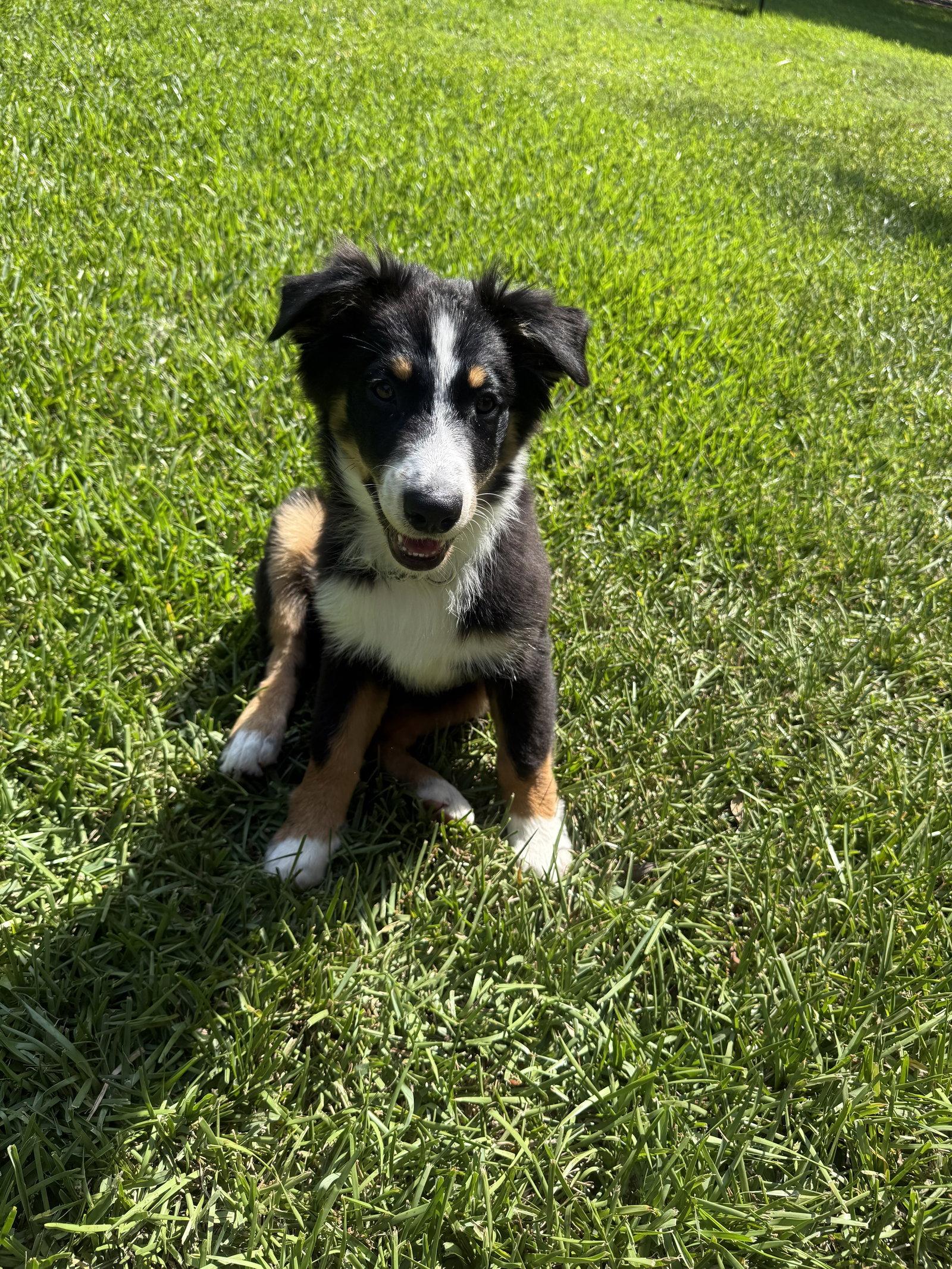 Enlarge Ray Ray, a Adoptable Australian Shepherd in Valrico, FL image 2/3