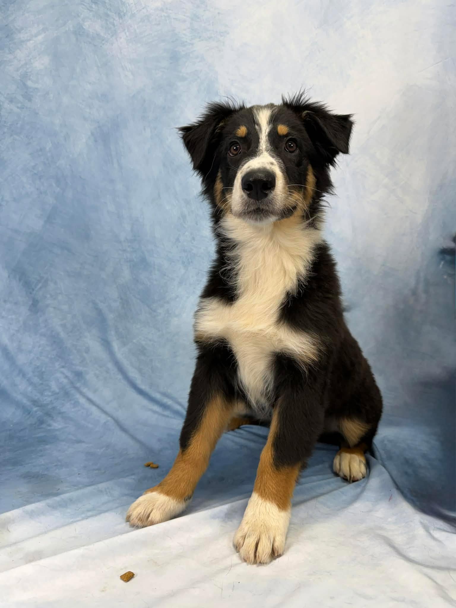 Enlarge Ray Ray, a Adoptable Australian Shepherd in Valrico, FL image 3/3