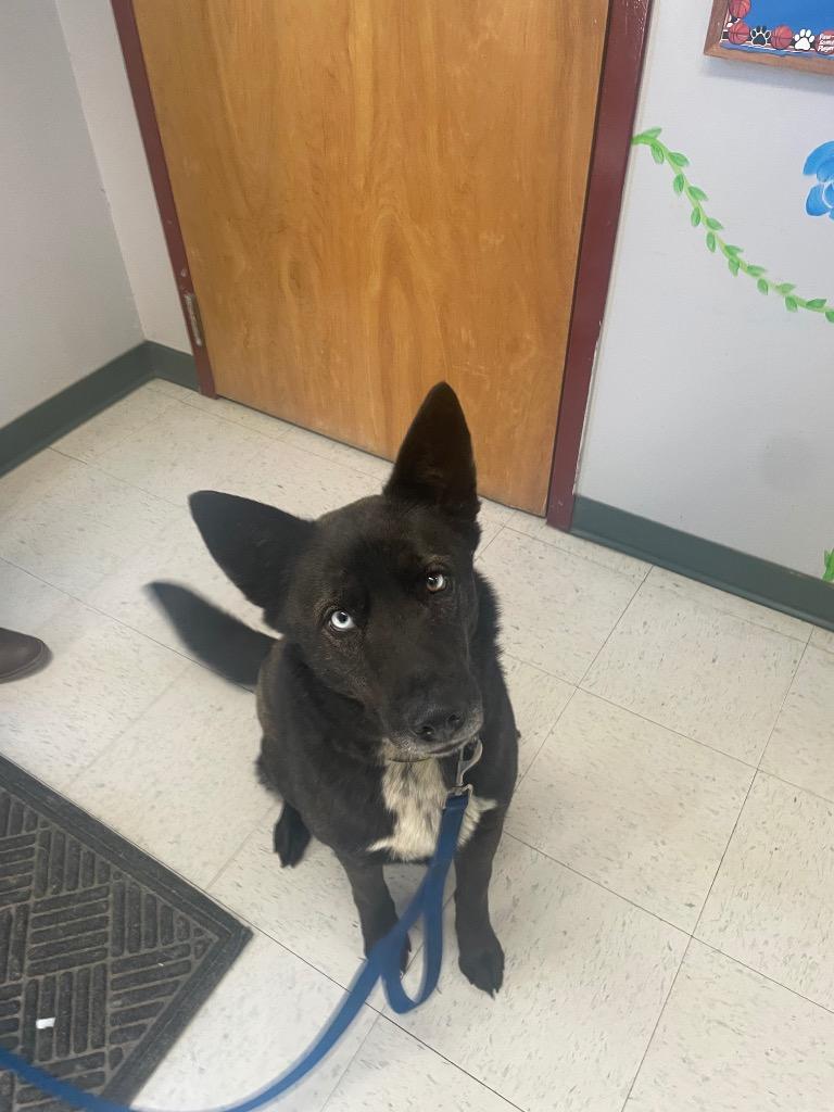 Enlarge Jasper, a ADOPTABLE mixed breed in Maysville, KY image 1/1