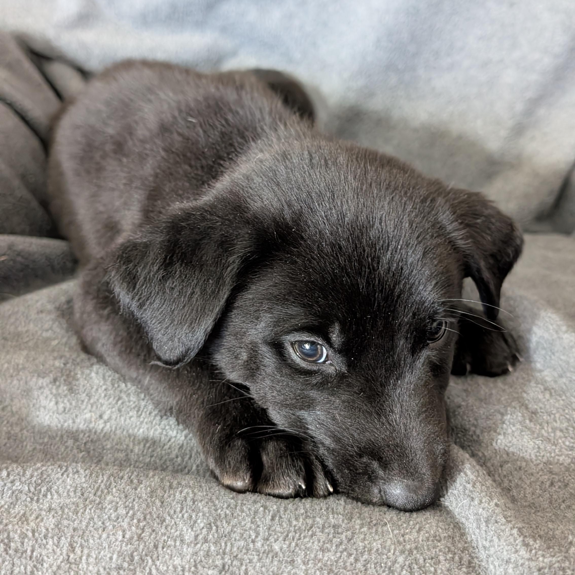 Smoke, ADOPTABLE, Puppy Male Labrador Retriever.