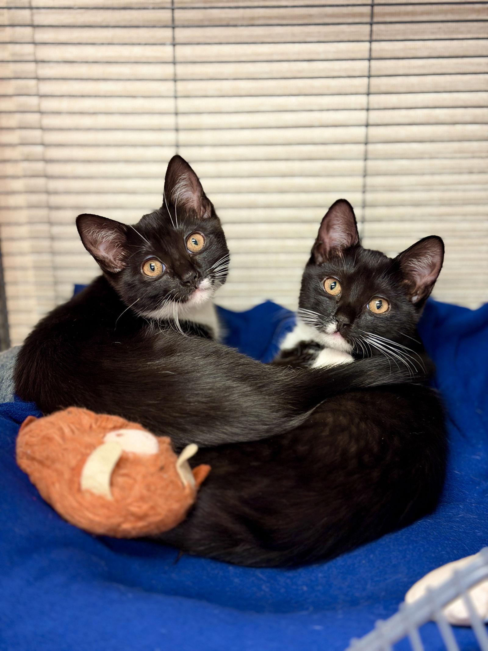 Enlarge Spot, a Adoptable Domestic Short Hair in West Cornwall, CT image 1/2