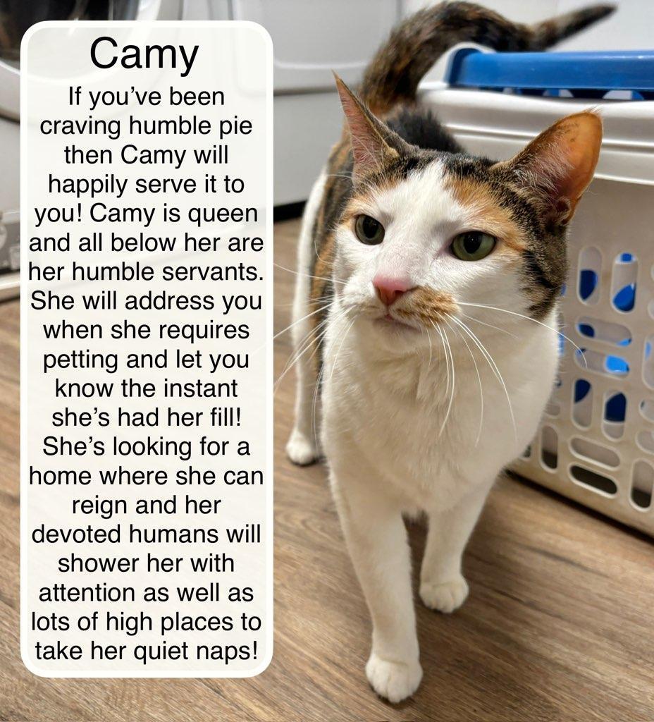 Enlarge Camy, a Adoptable Domestic Short Hair in Ellicott City, MD image 6/6