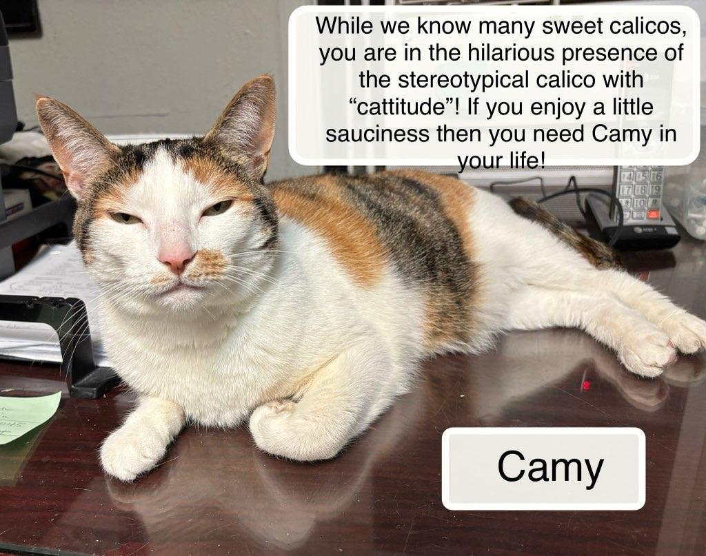 Enlarge Camy, a Adoptable Domestic Short Hair in Ellicott City, MD image 5/6
