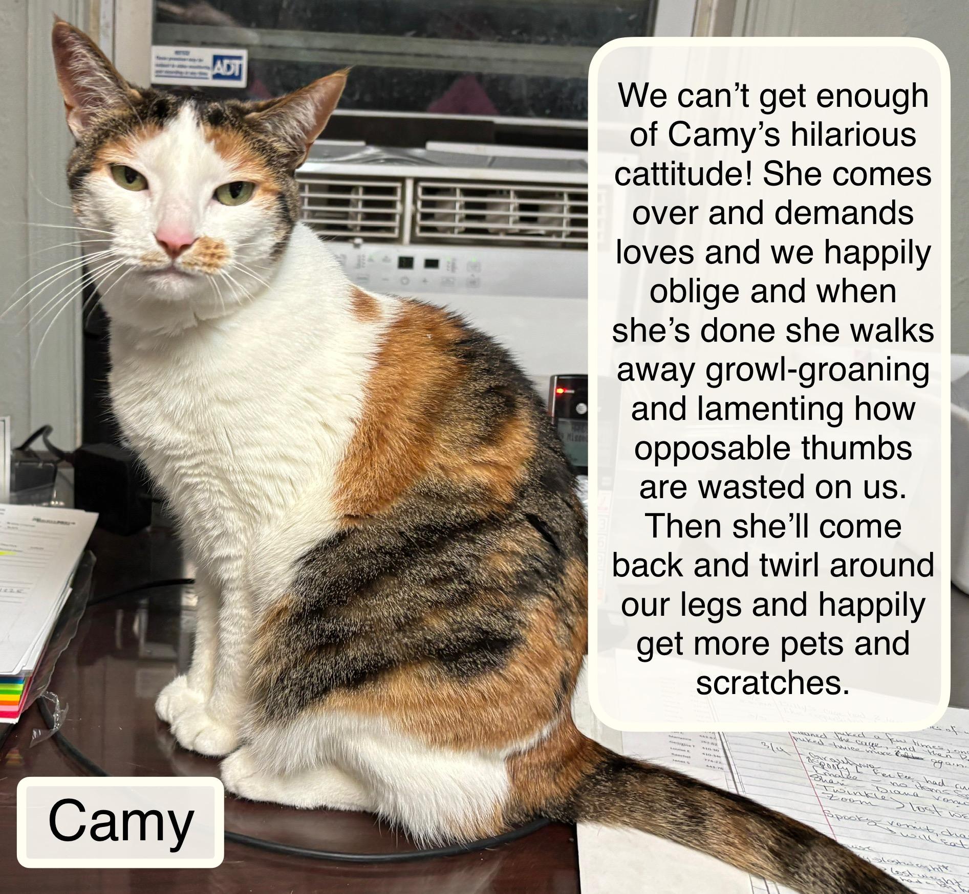 Enlarge Camy, a Adoptable Domestic Short Hair in Ellicott City, MD image 4/6