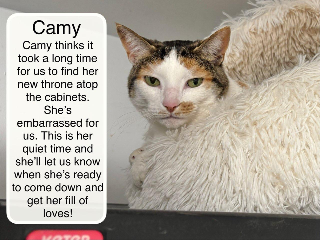 Enlarge Camy, a Adoptable Domestic Short Hair in Ellicott City, MD image 3/6