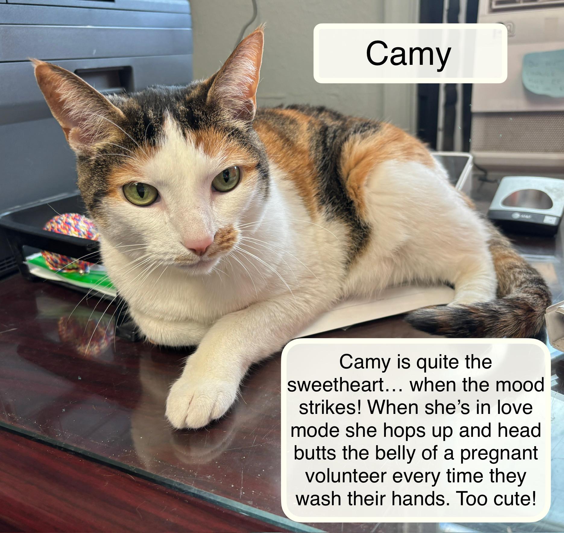 Enlarge Camy, a Adoptable Domestic Short Hair in Ellicott City, MD image 2/6