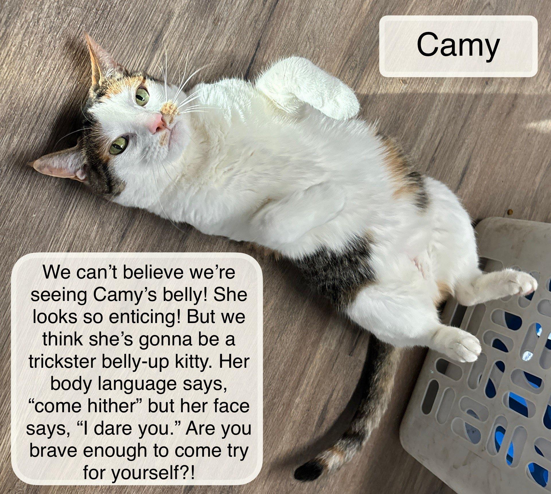 Camy, Adoptable, Adult Female Domestic Short Hair.