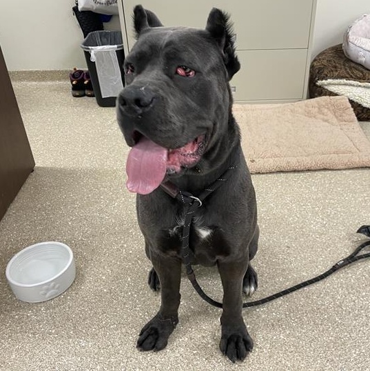 Enlarge Lagatha, a ADOPTABLE Cane Corso in Prince Frederick, MD image 2/6