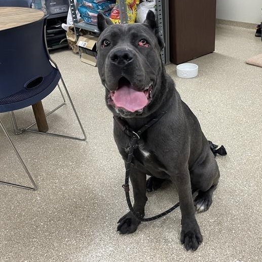 Enlarge Lagatha, a ADOPTABLE Cane Corso in Prince Frederick, MD image 4/6