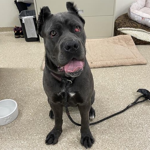 Lagatha, ADOPTABLE, Adult Female Cane Corso.