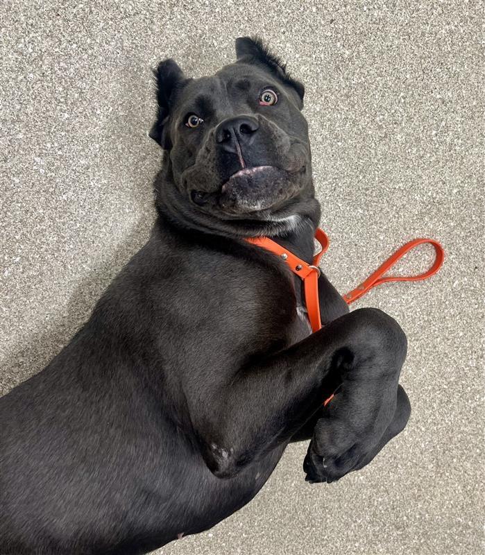 Enlarge Lagatha, a ADOPTABLE Cane Corso in Prince Frederick, MD image 3/6