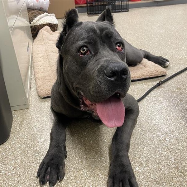 Enlarge Lagatha, a ADOPTABLE Cane Corso in Prince Frederick, MD image 5/6