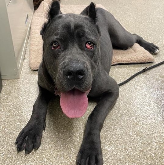 Enlarge Lagatha, a ADOPTABLE Cane Corso in Prince Frederick, MD image 6/6
