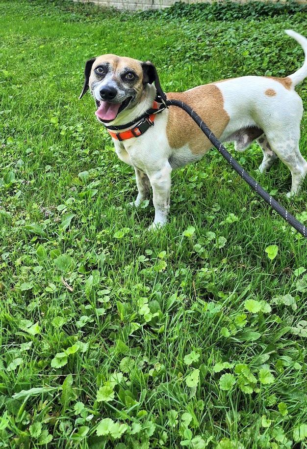 MARVIN 170-26, adopted, Adult Male Beagle.