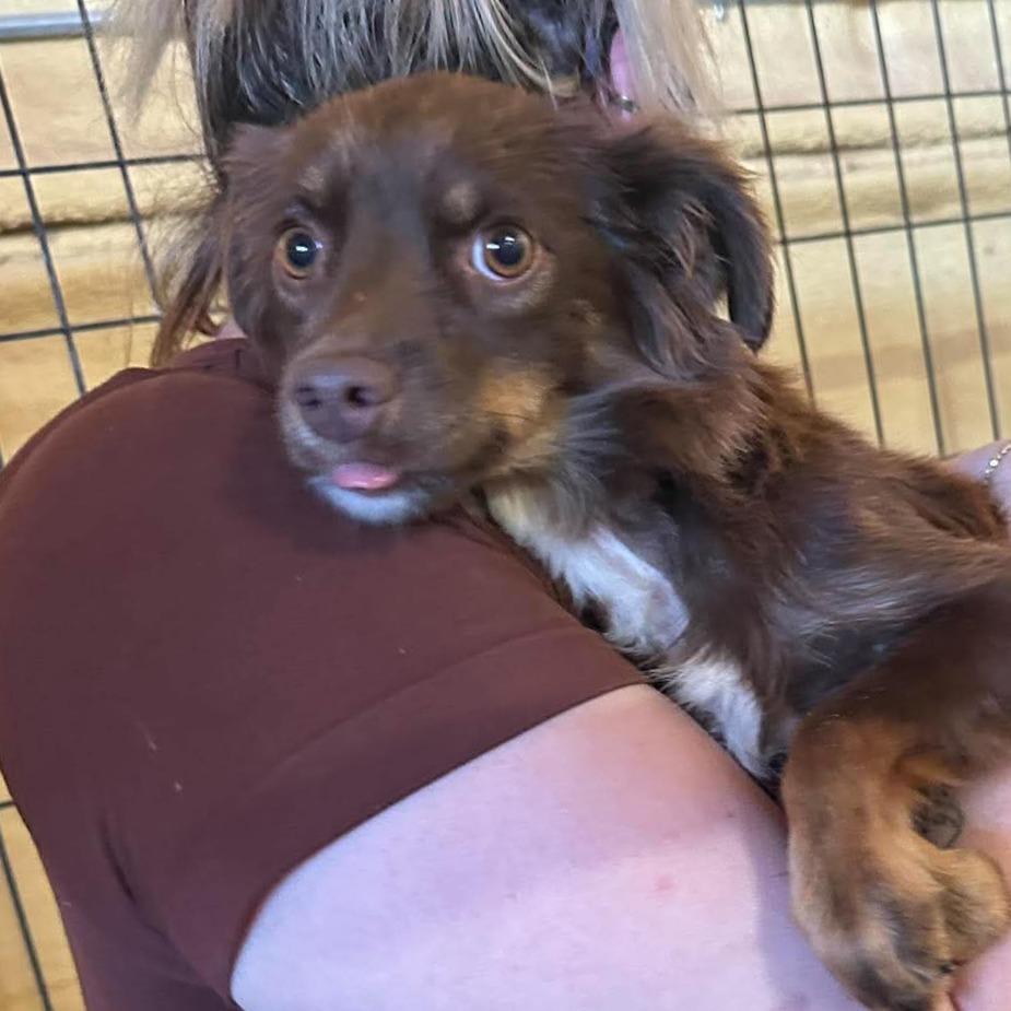 SydneyMini Aussie, Adoptable, Adult Female Australian Shepherd & None.