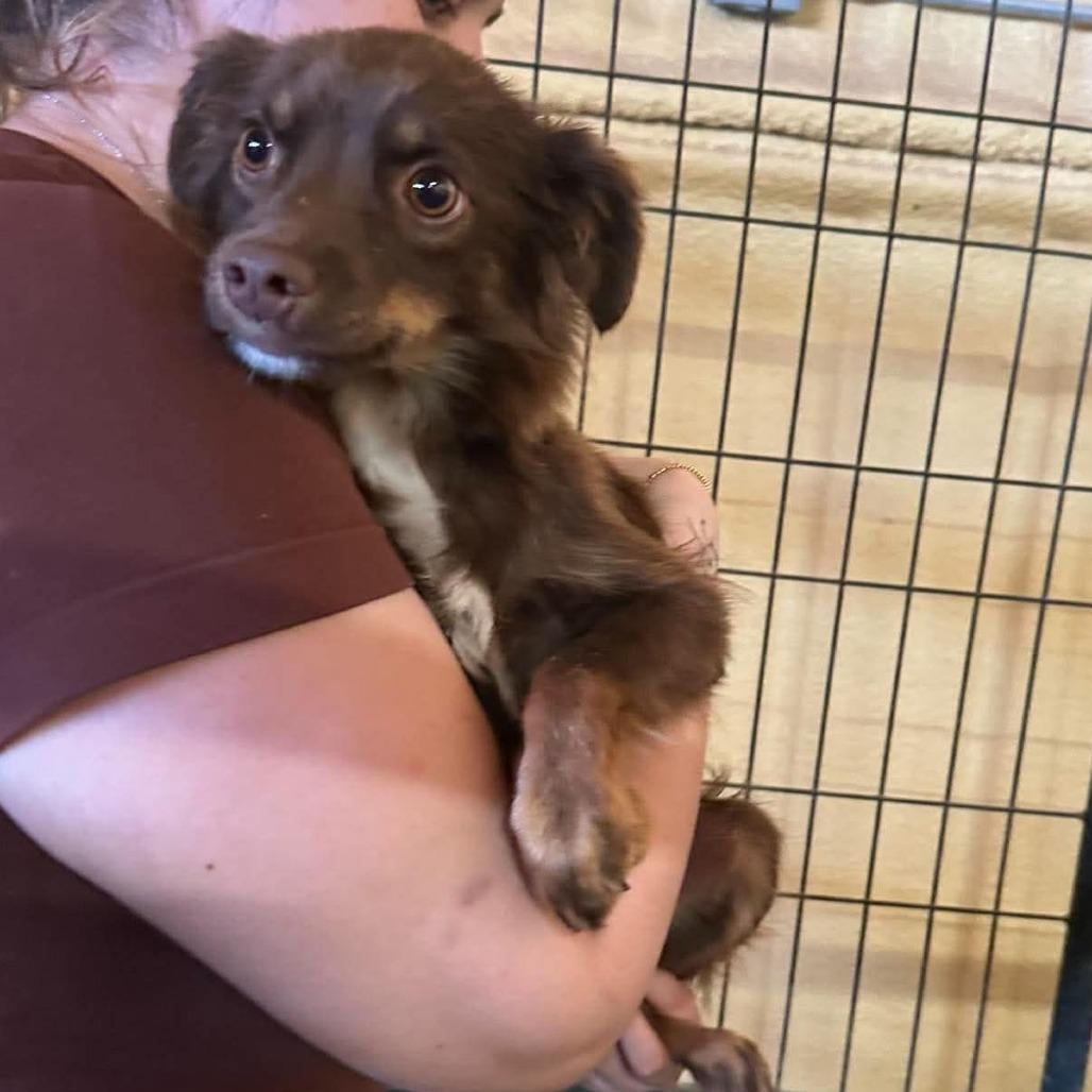 Enlarge SydneyMini Aussie, a Adoptable Australian Shepherd in Loves Park, IL image 2/2