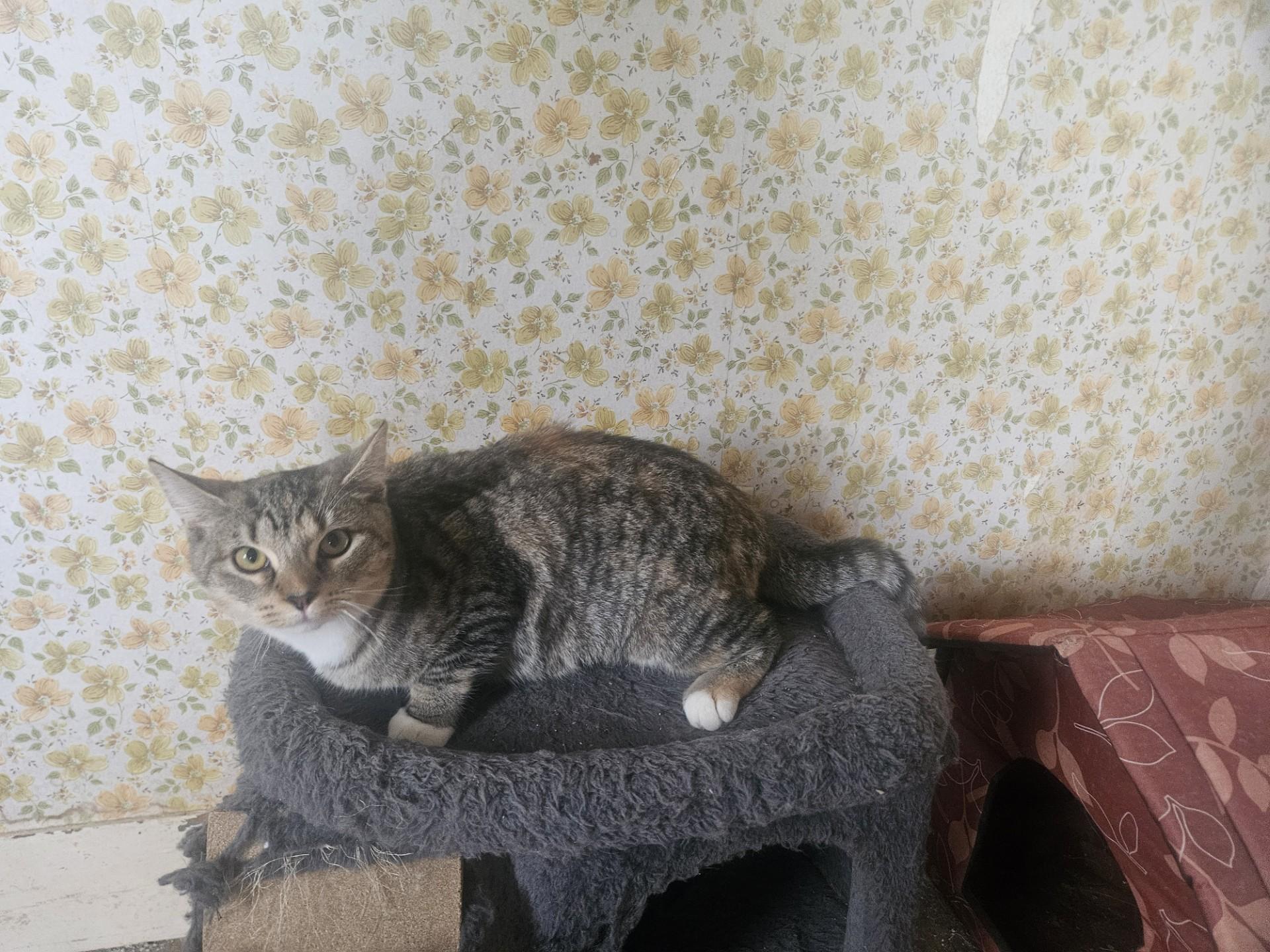 Enlarge 4 Adorable 6 Month Old Kittens are Looking for Homes!, a Adoptable Domestic Short Hair in Quentin, PA image 2/3