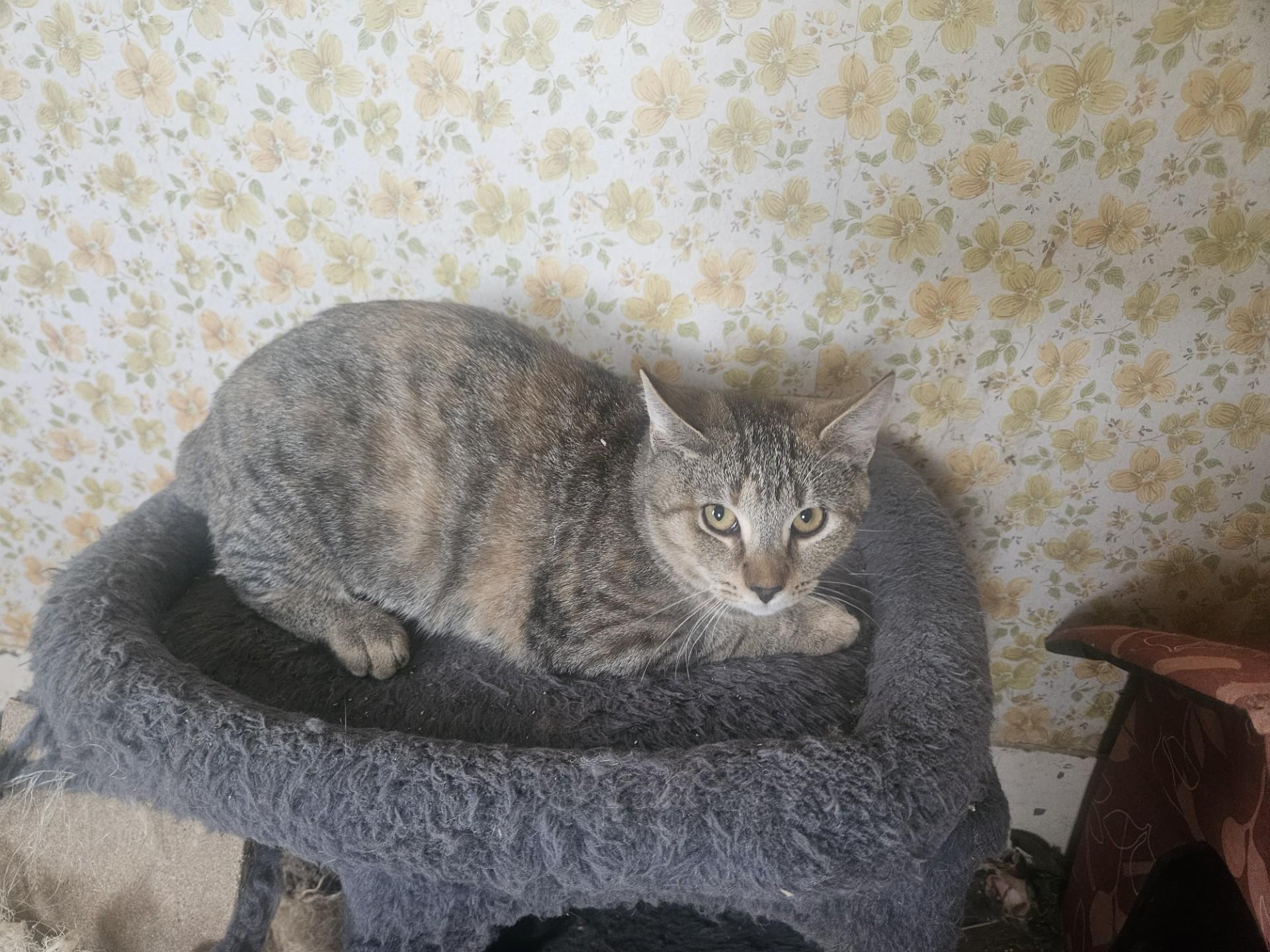 4 Adorable 6 Month Old Kittens are Looking for Homes!