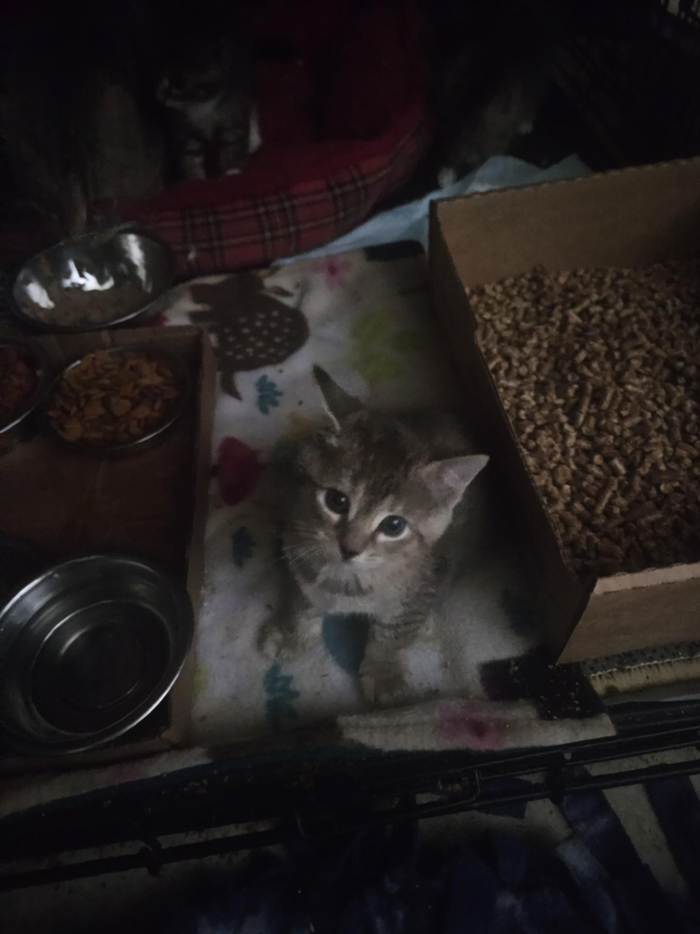 Enlarge 4 Adorable 6 Month Old Kittens are Looking for Homes!, a Adoptable Domestic Short Hair in Quentin, PA image 3/3