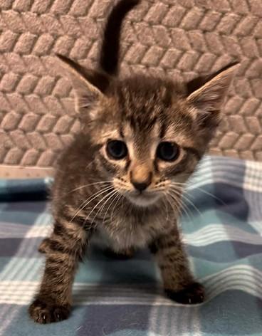 Fleetwood Cat, a Adoptable mixed breed in Lampasas, TX image 1/2