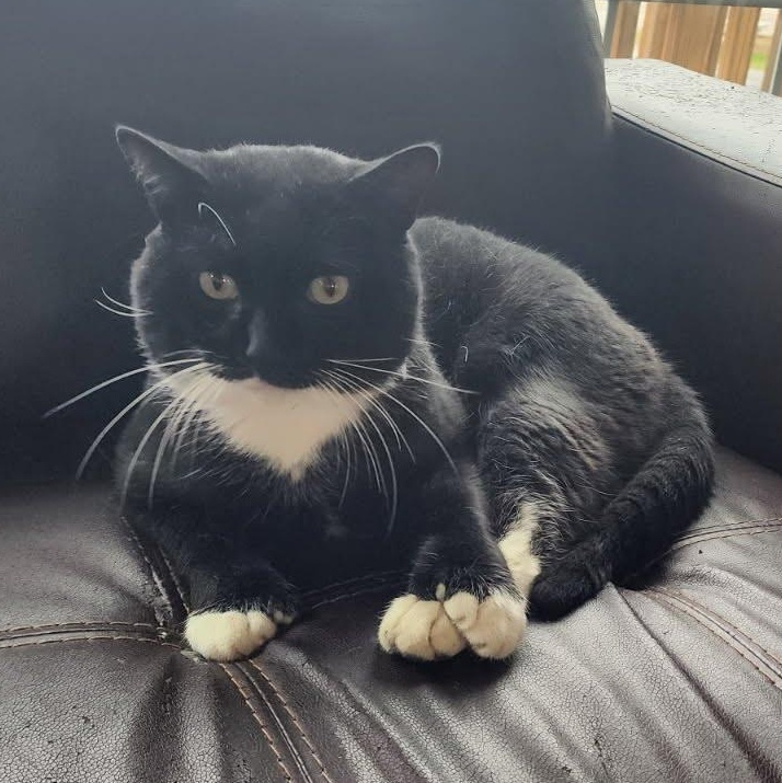 Felix, ADOPTABLE, Adult Male Tuxedo.