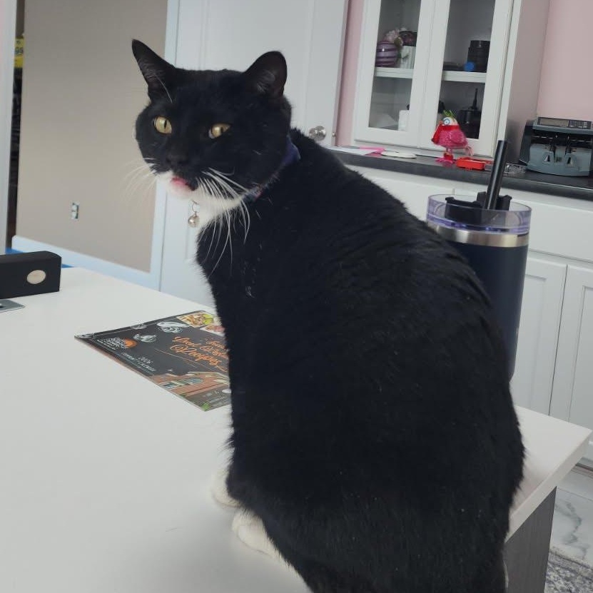 Enlarge Felix, a ADOPTABLE Tuxedo in Oswego, NY image 2/4