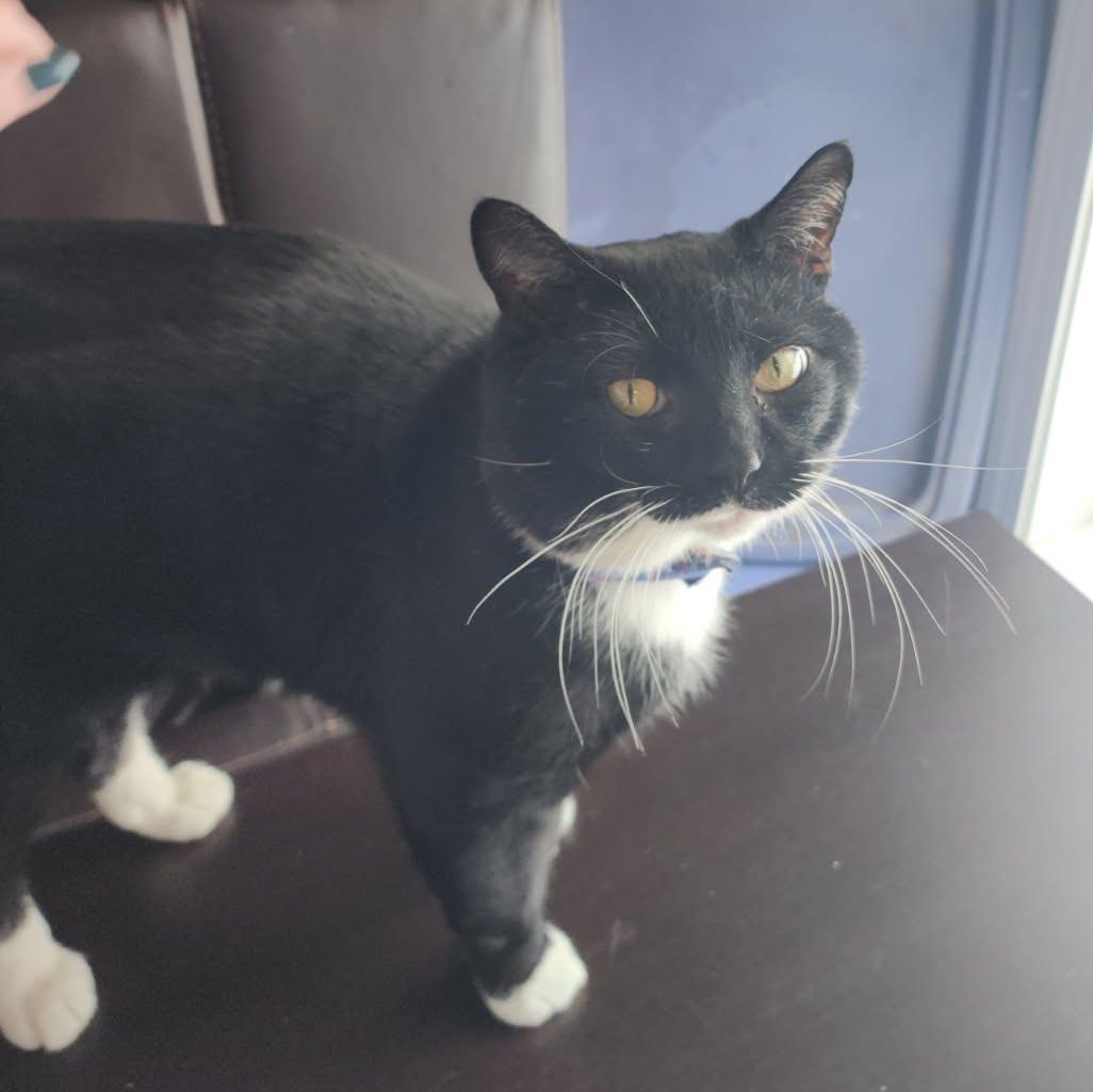 Enlarge Felix, a ADOPTABLE Tuxedo in Oswego, NY image 3/4