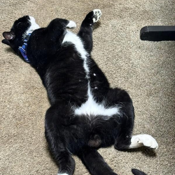 Enlarge Felix, a ADOPTABLE Tuxedo in Oswego, NY image 4/4