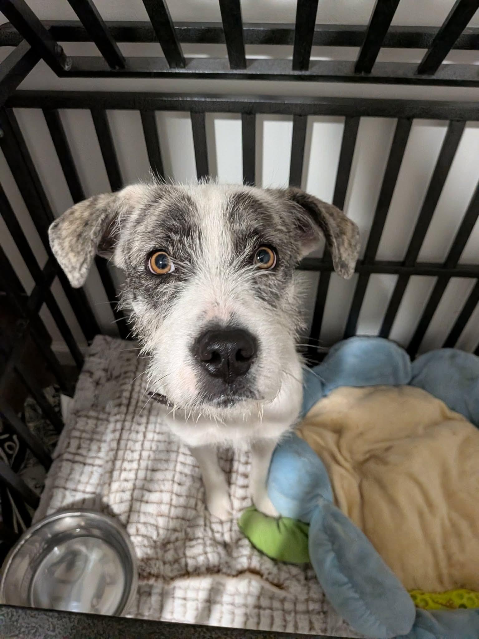 Marley, Adoptable, Young Female Airedale Terrier.