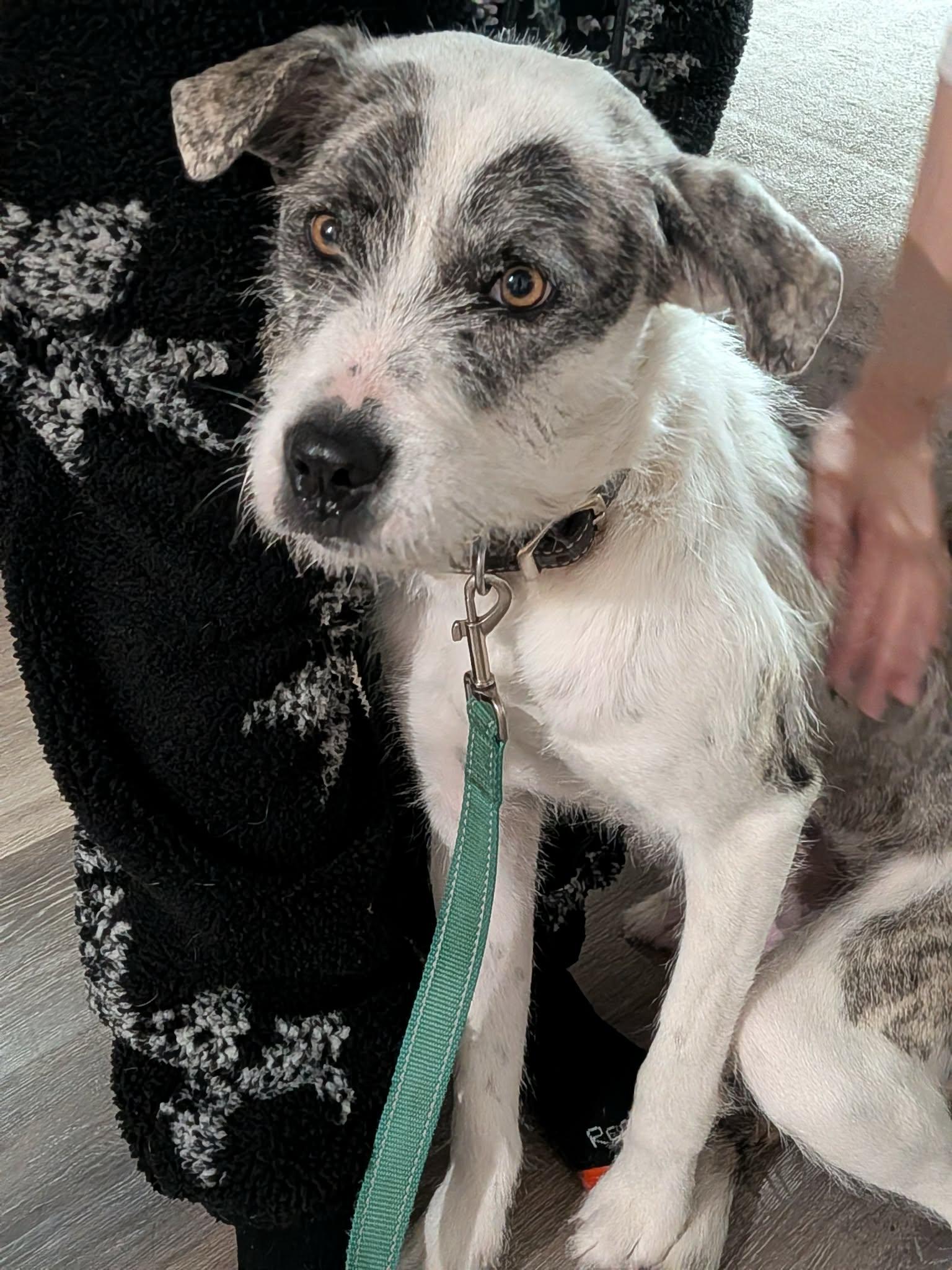 Enlarge Marley, a Adoptable Airedale Terrier in Cincinnati, OH image 3/3